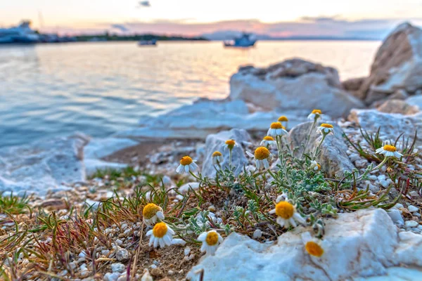 Flores de manzanilla en la orilla del mar —  Fotos de Stock