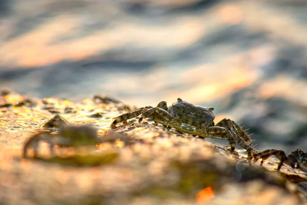 Crab on rock on sea shore