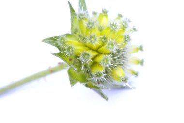 kır çiçekleri ve tohum pods İngiltere, İngilizce'de makro çekim