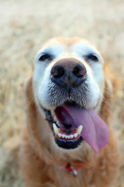 Nära Håll Fokus Näsan Golden Retriever Hund Ett Majsfält — Stockfoto