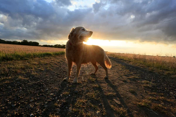 Goldener Retreiver Labrador Auf Abendspaziergängen Gegen Den Sonnenuntergang — Stockfoto