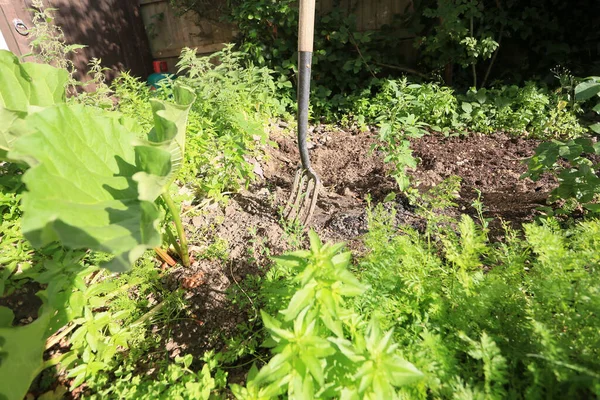 Allotment Back Garden Year Fork Veg Patch Amongst Potato Rhubarb — Stock Photo, Image