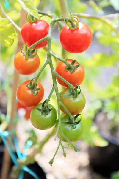 Uprawy Własne Pomidory Odrastać Swoim Ogrodzie Lub Podwórku — Zdjęcie stockowe