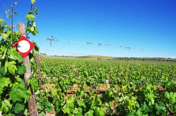 Vinice Portugalska Alentejo Portugalsko — Stock fotografie