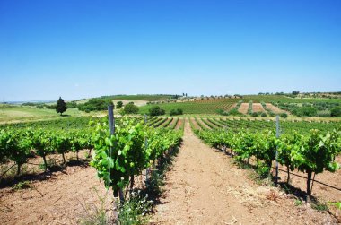 vineyard plantation, Alentejo, Portugal clipart