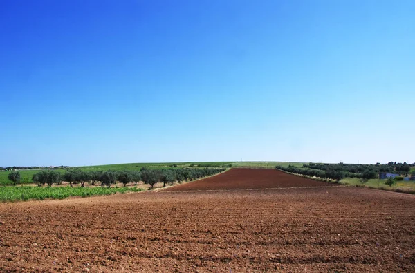 Rolnictwie Południe Portugalii Regionie Alentejo — Zdjęcie stockowe
