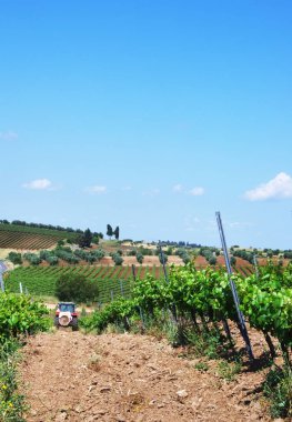 Traktör ve asma satırlar arasında sürüş. Güney Portekiz