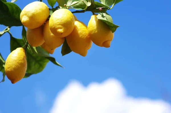 Zralých Citrónů Větvi Stromu Citronu Modré Obloze — Stock fotografie