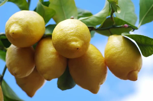 成熟的黄色柠檬挂在树枝上 — 图库照片