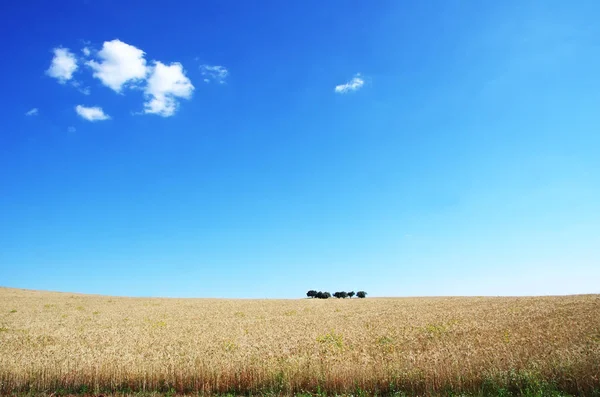 Campo Grano Con Cielo Blu Alentejo Portogallo — Foto Stock