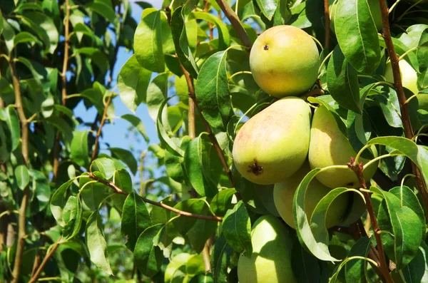 Green Pears Branch — Stock Photo, Image