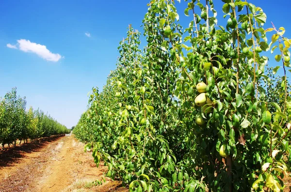 Ripe Pears Pear Orchard — Stock Photo, Image