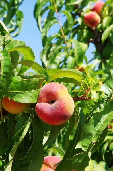 Őszibarack Gyümölcsök Ága — Stock Fotó