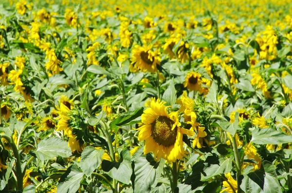 Field Blooming Sunflowers — Stock Photo, Image