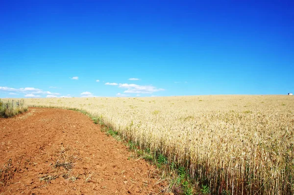 Lanskap Pertanian Latar Belakang Ladang Gandum — Stok Foto