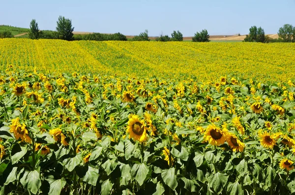 Field Blooming Sunflowers Alentejo Portugal — Stock Photo, Image