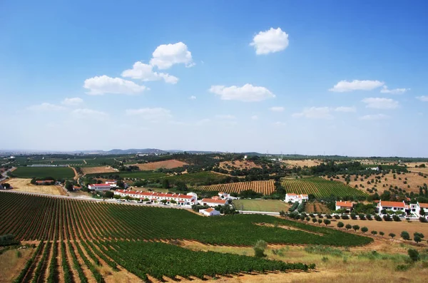 Vew Vineyard Fields Estremoz South Portugal — Stock Photo, Image