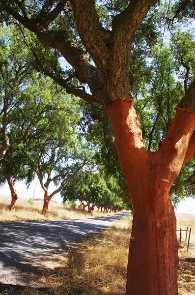 Trunk Quercus Suber Cork Tree — Stock Photo, Image