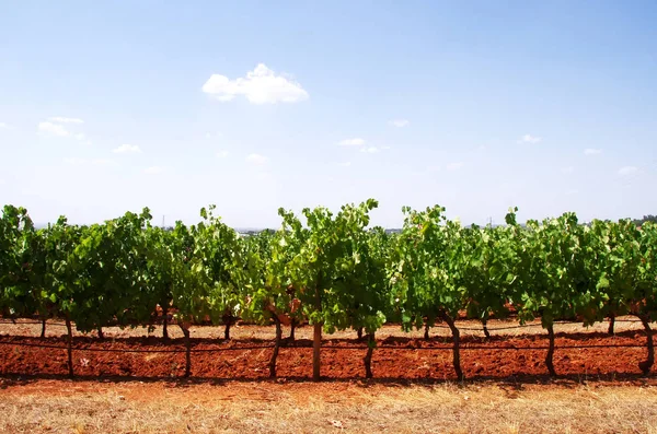 Szőlőskert Mező Dél Portugáliai Alentejo Régió — Stock Fotó