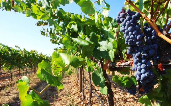 Bando Uvas Tintas Vinha Sul Portugal — Fotografia de Stock