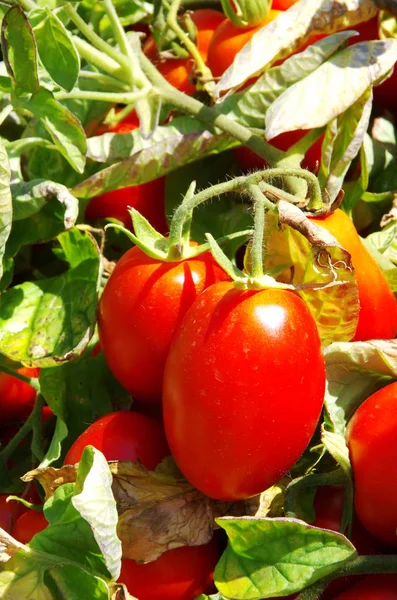 Close Van Groeiende Rijpe Tomaten Een Fabriek — Stockfoto