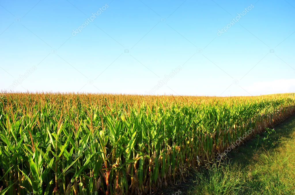corn field at sunset in south of Portugal