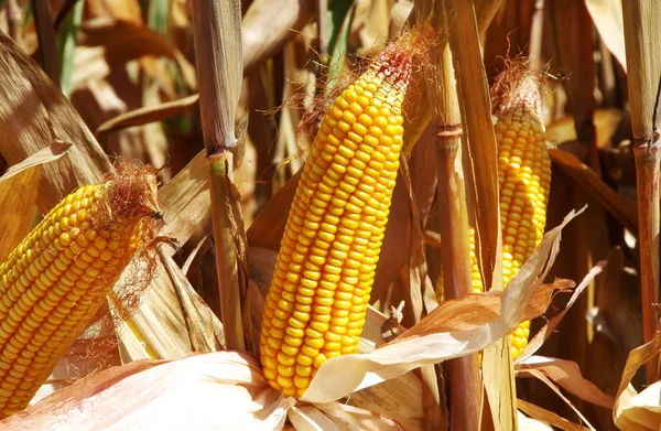 Gelber Mais Mit Blättern — Stockfoto