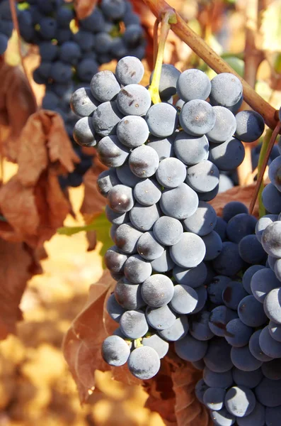 Kiść Winogron Wino Liści — Zdjęcie stockowe