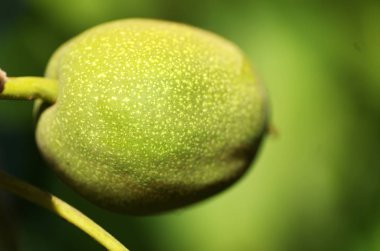 Yeşil yaprakları arasında yeşil ceviz