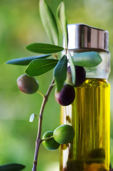 Olive Oil Olive Branch Table — Stock Photo, Image