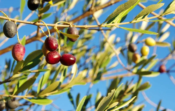 Olives Mûres Sur Branche — Photo