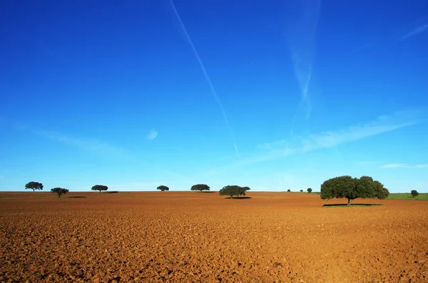 Plowed Field Trees South Portugal — Stock Photo, Image
