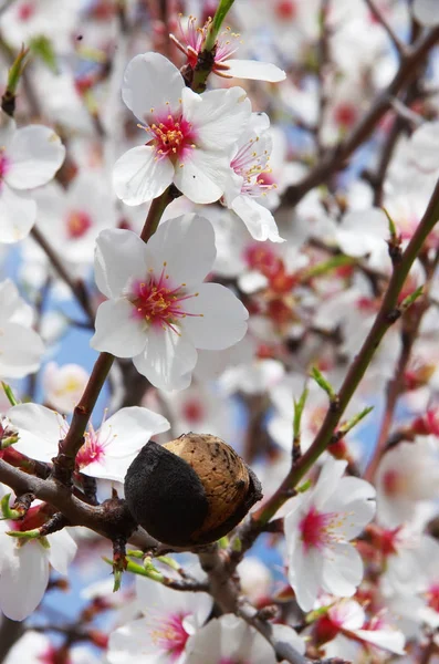 Flor Almendra Primavera Sur Portugal — Foto de Stock