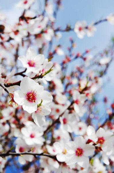 Blossoming almond flower in springtime, south of Portugal