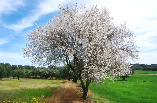 Мигдальне Дерево Зеленому Полі Португалії — стокове фото