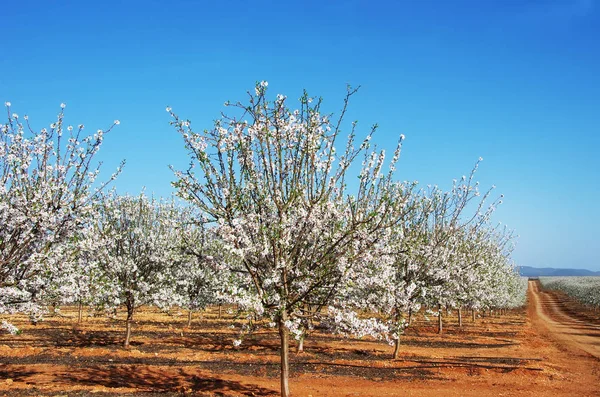 Amêndoas florescendo no pomar contra o céu azul — Fotografia de Stock