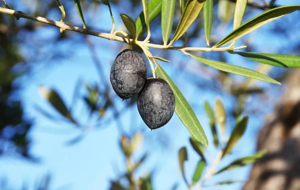 Black olives on branch, olive tree — Stock Photo, Image