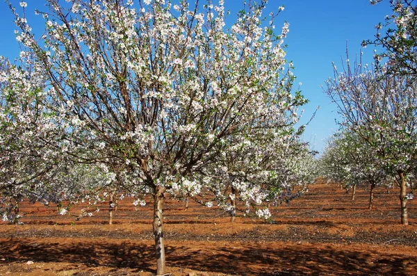 Поле розквіт мигдальне дерев у на південь від Португалії — стокове фото