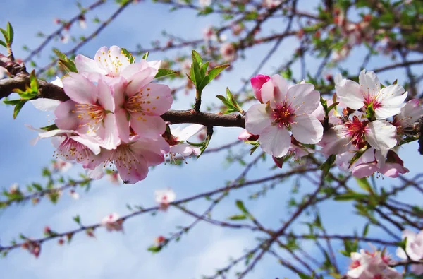 Almendro flores de color rosa con rama sobre fondo de cielo azul — Foto de Stock