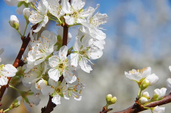 Close-up van tak met witte bloemen — Stockfoto