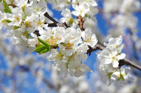 Close-up van tak met witte bloemen — Stockfoto