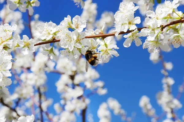 Bee op een witte bloem op een bloesem boom — Stockfoto