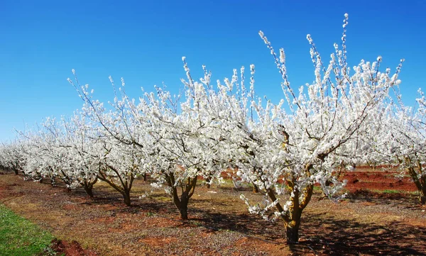 Un campo de almendros en flor — Foto de Stock