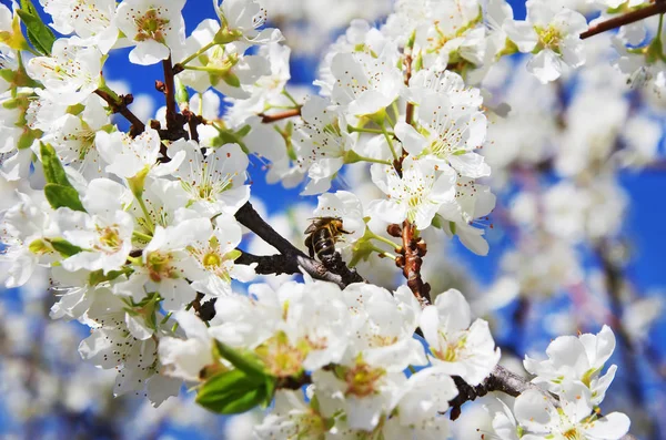 Abeja en una flor blanca en un árbol de flores — Foto de Stock