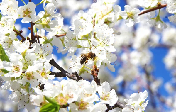 Пчела на белом цветке на цветке — стоковое фото