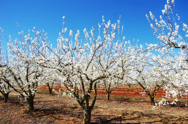 Huerto de flores en el sur de Portugal — Foto de Stock