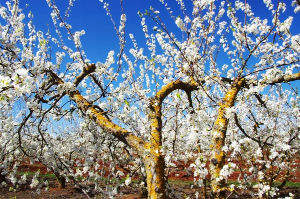 Ramas del huerto de Blossom, al sur de Portugal — Foto de Stock