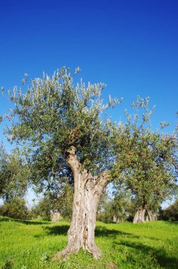 Zeytin alanları Alentejo bölgesi, Portekiz