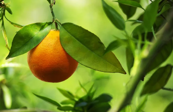 Větev pomerančovníku s jedním z plodů v zeleném pozadí — Stock fotografie