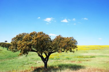 alentejo bölgesi çiçekli alanı ağacında 